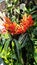 Jungle geranium / ixora plant