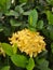 Jungle geranium plant micro photo