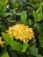 Jungle geranium plant micro photo