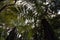 Jungle of giant ferns