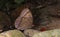 Jungle Glory Butterfly  at Garo Hills,Meghalaya,India