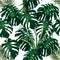 Jungle. Green thickets of tropical palm leaves and monstera. Seamless floral pattern. Isolated on a white background