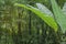 Jungle greenery banana tree in the tropical jungle of southeast asia