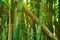 Jungle greenery and thick lush bamboo vegetation for natural climate and healthy forest concept photo. Good texture background f