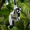 Jungle Grey Lemur