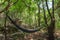 Jungle hammock hanging in rainforest