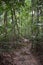 Jungle hiking trail with many big brown tree roots to dragon crest in Khao Ngon Nak in Krabi, Thailand, Asia