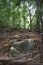 Jungle hiking trail with many brown tree roots to dragon crest in Khao Ngon Nak in Krabi, Thailand, Asia