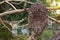 Jungle honeycomb on a tree branch in the forest