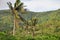 The jungle in Indonesia. Java. The tree ferns and palm trees on the slopes of shit