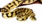 Jungle Jaguar Carpet Python on white