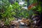 Jungle Landscape with creek