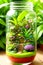 a jungle landscape in a jar with vivid colors generated by ai