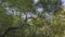 Jungle landscape. Sprawling trees against the blue sky.