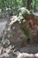 Jungle landscape with a termite hill at Vietcong tunnel systems in Cu Chi in Vietnam, Asia