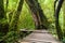 Jungle landscape. Wooden bridge at misty tropical rain forest