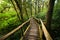 Jungle landscape. Wooden bridge at misty tropical rain forest