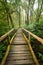 Jungle landscape. Wooden bridge at misty tropical rain forest