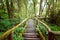 Jungle landscape. Wooden bridge at misty tropical rain forest