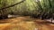 Jungle Mangrove River POV View Through