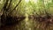 Jungle Mangrove River POV View Through