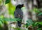 Jungle myna bird wildlife photo