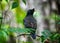 Jungle myna bird wildlife photo