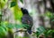 Jungle myna bird wildlife photo
