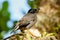 Jungle myna sitting on a tree on Taveuni Island, Fiji