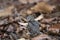 Jungle Owlet,  Glaucidium radiatum, Bandhavgarh Tiger Reserve, Madhya Pradesh