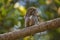 Jungle owlet, Glaucidium radiatum, Corbett Tiger Reserve, Uttarakhand, India