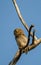 Jungle owlet on a perch in the Indian grasslands of the Tadoba National Park