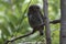 Jungle owlet who sits on a tree branch in the forest more often