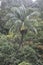 Jungle Palm Tree with Hornbill Bird