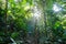 Jungle path through lush vegetation