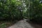 Jungle Path in Tikal Park. Sightseeing object in Guatemala with Mayan Temples and Ceremonial Ruins