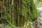 Jungle path in tropical rainforest background. Lianas hanging from trees in beautiful rainforest. Lianas growing in tropical