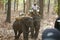 Jungle Patrolling and Tiger Tracking elephants in a tiger reserve in India