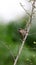 Jungle prinia