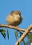 Jungle Prinia bird