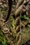 Jungle rain forest spiral liana