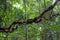 Jungle rain forest spiral liana