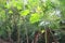 Jungle rainforest atmosphere green background