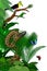 Jungle rainforest foliage vertical border illustration with green anaconda, crimson-rumped toucanet, rainbow-billed toucan and but