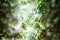 Jungle rainforest green leaves background. Tropical nature. Outdoor