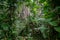Jungle or rainforest, inside tropical forest environment
