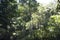 Jungle rainforest with leafy trees in the Amazon Tingo Maria Peru