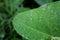 Jungle Rains on a Tropical Leaf