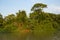 Jungle River Landscape with Blue Sky