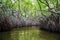 Jungle river and tropical mangroves on Ceylon